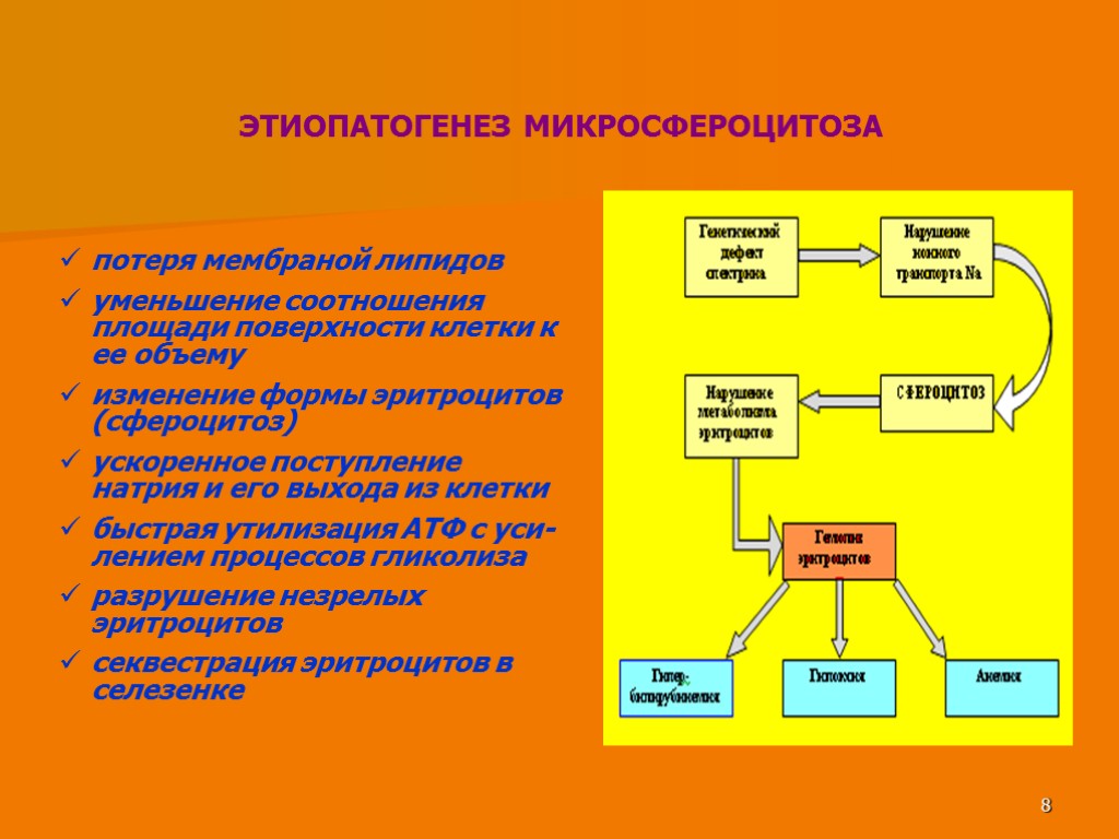 8 ЭТИОПАТОГЕНЕЗ МИКРОСФЕРОЦИТОЗА потеря мембраной липидов уменьшение соотношения площади поверхности клетки к ее объему